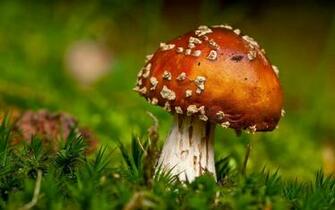 Wallpaper Mushrooms