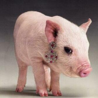 Teacup Pig Wallpaper Cute Baby Piglet