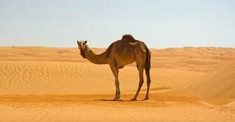 Camel Wallpaper 4k Px 4usky