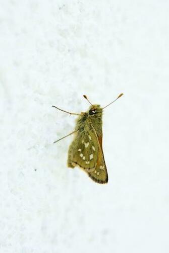 HD Wallpaper Butterfly Hesperia Comma Female Skipper Nature