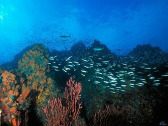 Ocean Life Wallpaper Beaches Rivers Oceans Photography Desktop