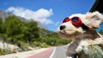Dogs Image Cool Dog HD Wallpaper And Background Photos