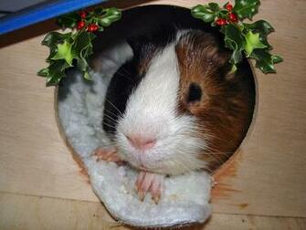 Christmas Guinea Pig By Lionblau