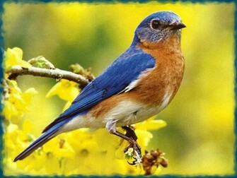 Eastern Bluebird Wallpaper