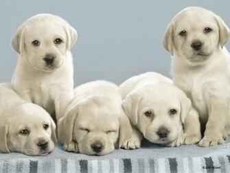 Dogs Look Alot Like My Yellow Lab On Game Nintendogs Wallpaper