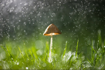 Beautiful HD Rain Wallpaper For Your Desktop