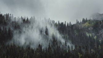 Foggy Forest Wallpaper Landscape Nature