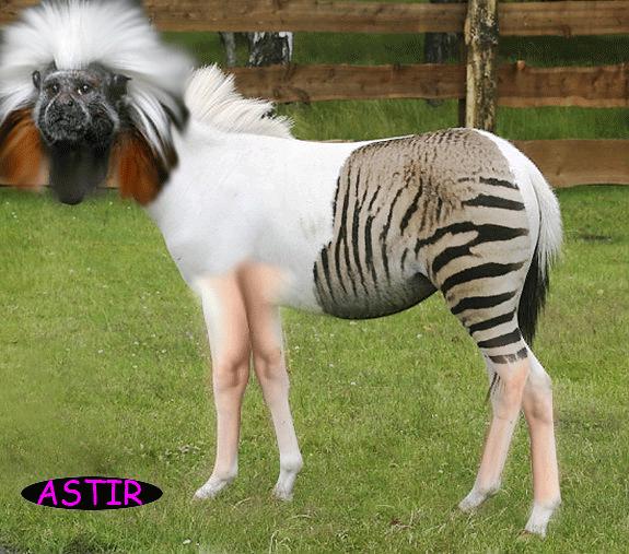 Funny And Wild Animals Mixed