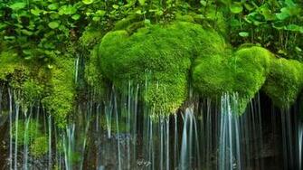 Photo Day All The Bing Wallpaper Here Waterfall And Moss