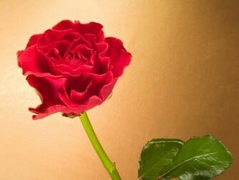 Rose Wallpaper Desktop Background