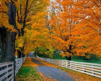 Autumn Leaves Falling Wallpaper