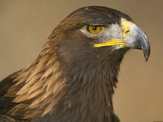 Eagle Awesome Windows HD Wallpaper