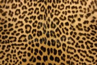 Animal Print Desktop Background