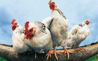 Farm Animals Wallpaper