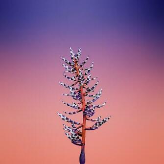 Wallpaper iPhone X Flower Ios11