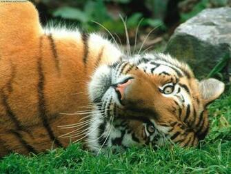 Cat Wallpaper Big Cats