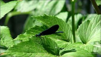 Desktop Nature Wallpaper Dragonfly Background