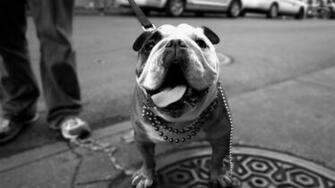 Nice Wallpaper Pack P Widescreen Image Of Bulldog