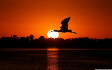 Bird Flying At Sunset Ultra HD Desktop Background Wallpaper For 4k