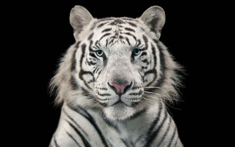 Wallpaper 4k White Tiger Bengal