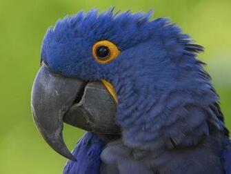 Hyacinth Macaw