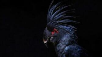 Wallpaper Cockatoo Parrot Bird Crest Black Background