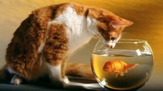 Cute Cats Wallpaper