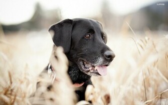 Black Lab Puppies Desktop Background