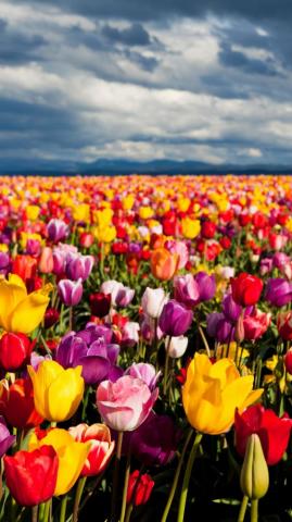 Colorful Tulip Field