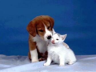 Dog Screensaver And Wallpaper Cat Photos