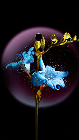 Beautiful Blue Flowers Wallpaper