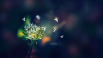 Unique Flower HD Wallpaper