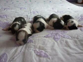 Shih Tzu Puppies