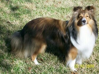 Shetland Sheepdog On The Grass Photo And Wallpaper Beautiful