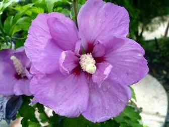 Desktop Wallpaper Purple Hibiscus Flowers
