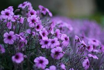 Image Violet Flowers Geranium Many