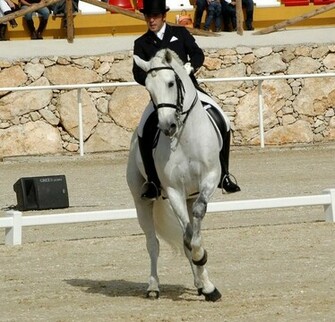 Dressage Wallpaper