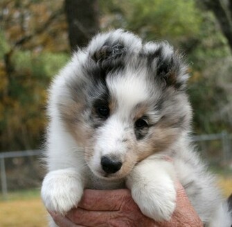 Shetland Sheepdog Wallpaper