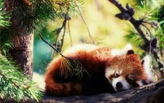 Red Panda Wallpaper HD Screen
