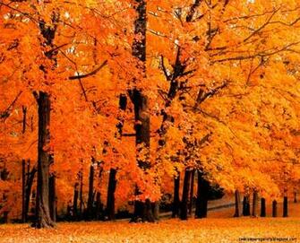 Windows Autumn Trees Wallpaper Gallery
