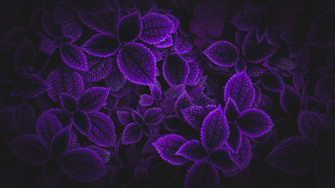 Dark Purple Background Wallpaper