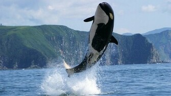 Killer Whale Wallpaper