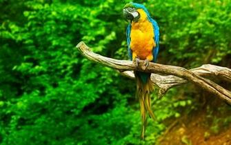 Flying Macaw Parrot Wallpaper Pictures Photos Image