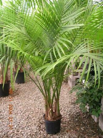 Tropical Plants And Flowers