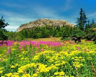 Mountain Wildflowers Hq Wallpaper
