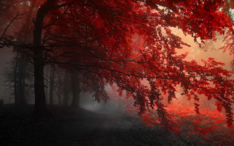 HD Red Wallpaper For Desktop And Mobile