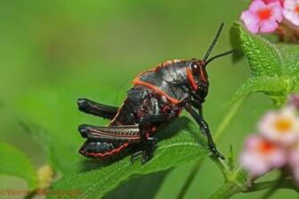 Grasshopper Pictures Animal Planet HD