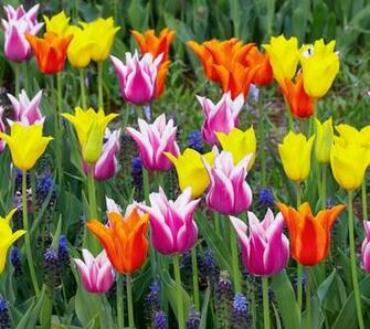 Flowers For Flower Lovers Beautiful Desktop Wallpaper
