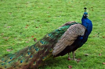 Peacock Wallpaper HD