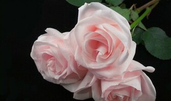 Black And Pink Roses Wallpaper Three With